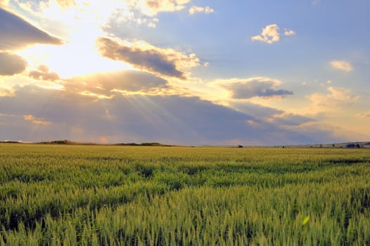 wheat field with sunset