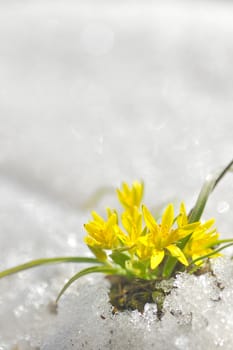 yellow spring flowers macro coming from ice