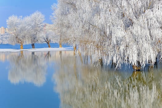 winter trees covered with frost