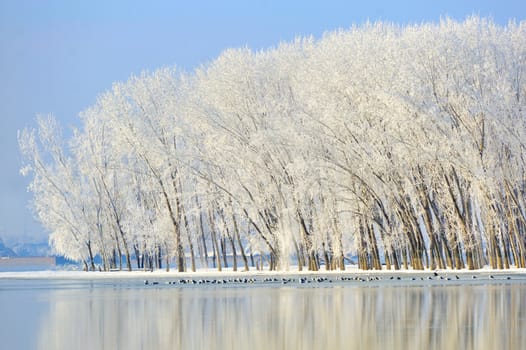 winter trees covered with frost