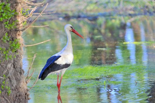 swan standing on the green water