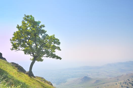 solitary tree