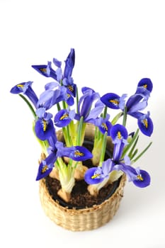 Mini-iris in a pot