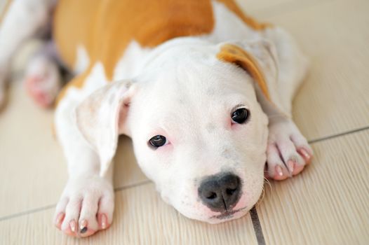 American Staffordshire terrier