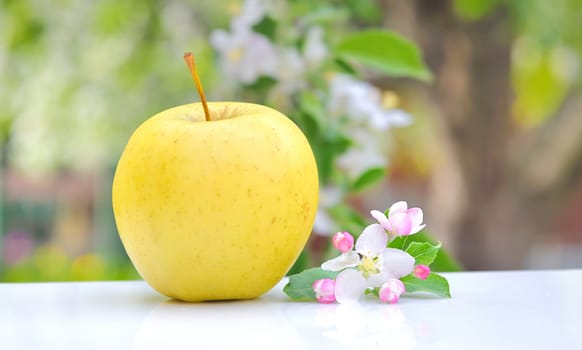 Apple and Flower Blossom