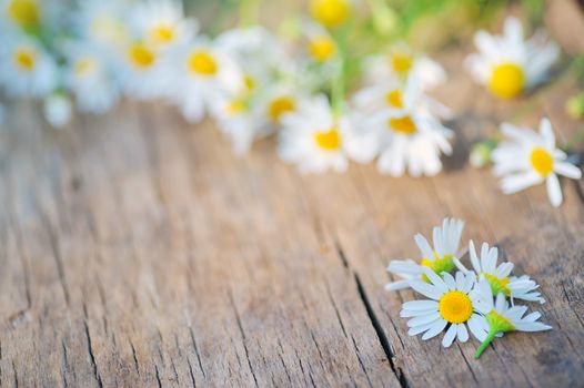 camomile flower on wood