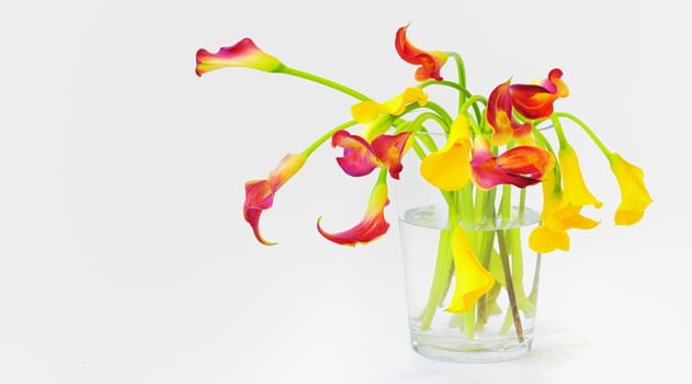 calla lilies in vase