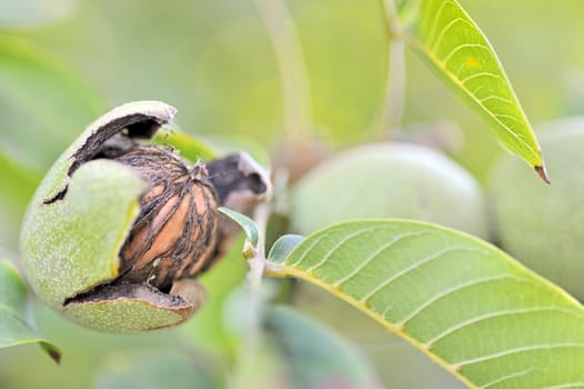 ripe walnut on tree