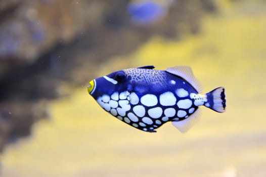 colorful butterfly-fish in a aquarium 