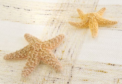 starfish