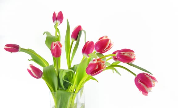 red tulips in vase