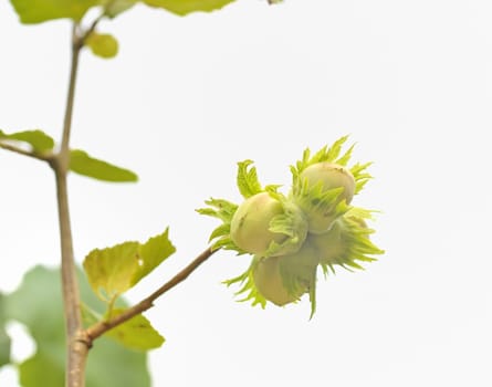 green hazelnuts