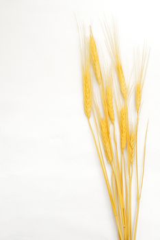 Wheat isolated on white