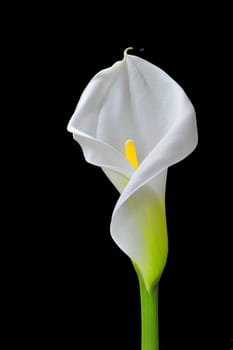 beautiful calla on black background