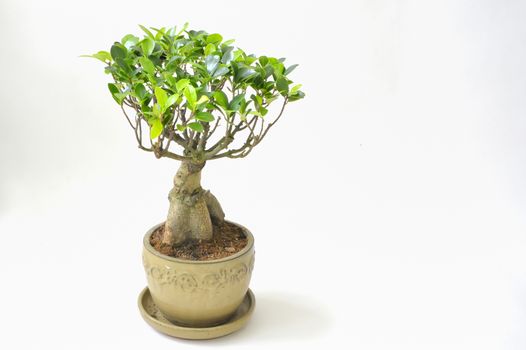 bonsai tree lsolated