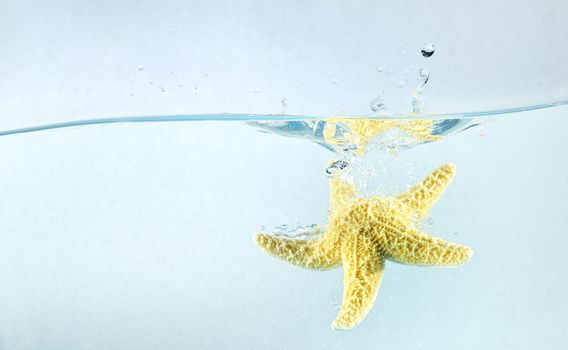 Starfish in the water