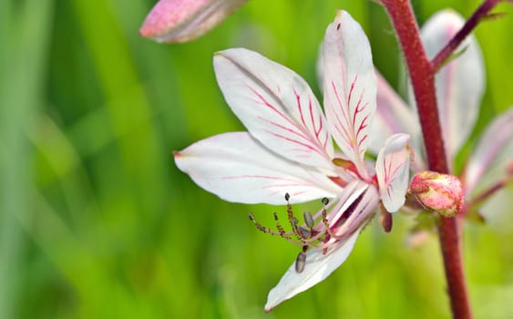 white flower with pistil on natural background