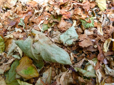 Old fallen leaves as a background