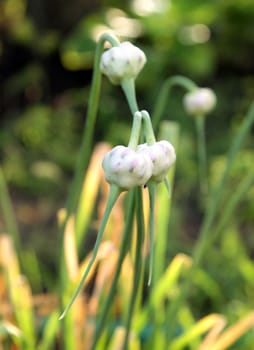 blossom garlic in the garden in summer