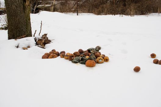 rotten putrid decayed apples and pumpkins in garden on winter snow.