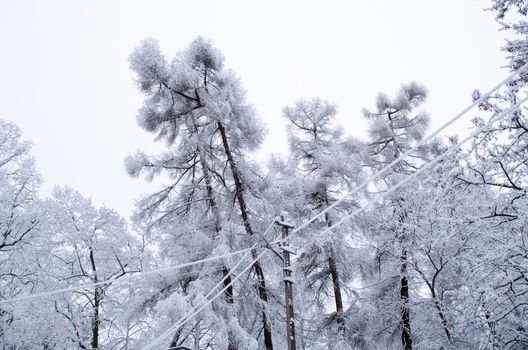 larch tree branches covered with thick snow rime hoarfrost layer and electricity lighting pole and wires in winter.