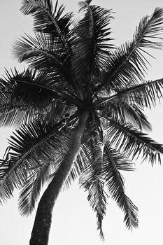 Palm tree  BW