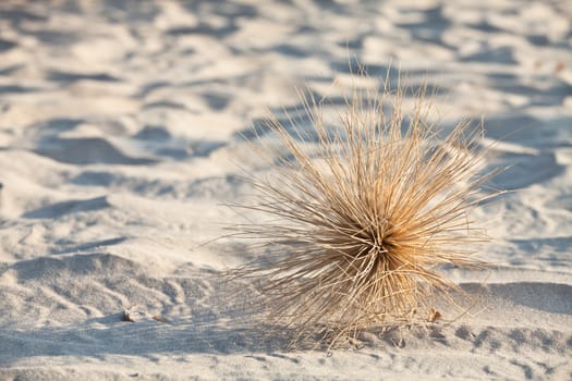 Light dry inflorescence on the sand
