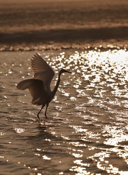 Indian heron at sunset