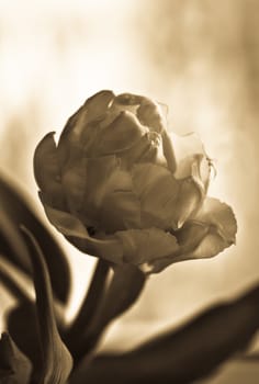 Tulip . Sepia . Soft focus.