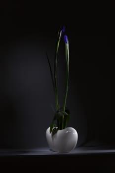 Ikebana with two irises on the black background