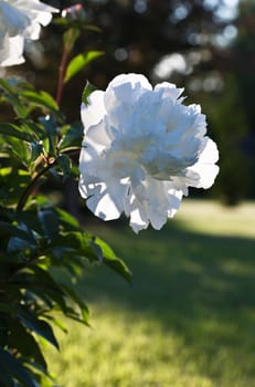 White peony in the garden  Back light