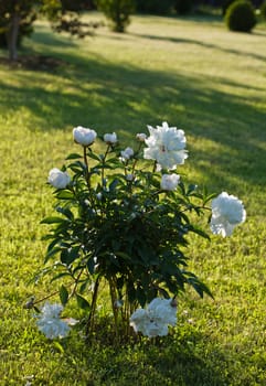 Blosom white peony in the garden