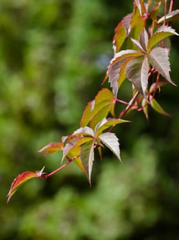 Wild grape branch in autumn