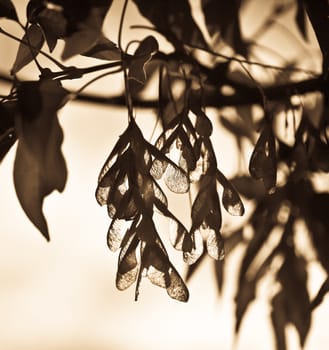 Ash tree in autumn in the park.Sepia