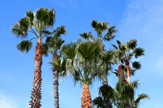 Group of palm trees with blue sky and some clouds in the background.
