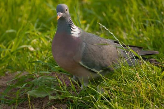 Pigeon