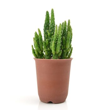 Cactus in pot