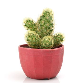 Cactus in pot