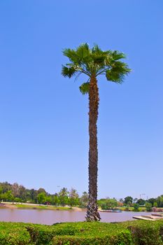 Palm tree by the lake