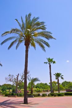 Palm trees by the lake