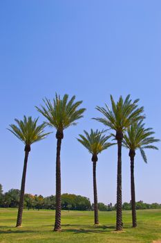 Palm trees in the park