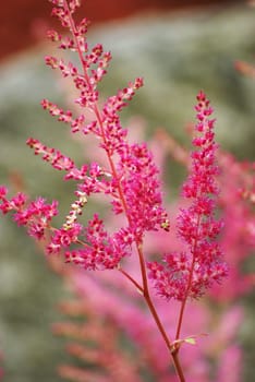 A pink astilbe before its full bloom.