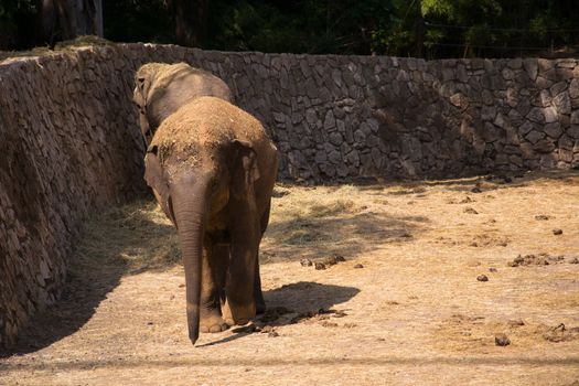 Elephants eating hay in a zoo