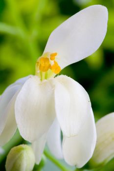 flowers of Moringa