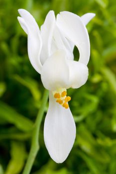 flower of Moringa