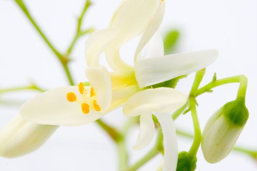 flowers of Moringa on white