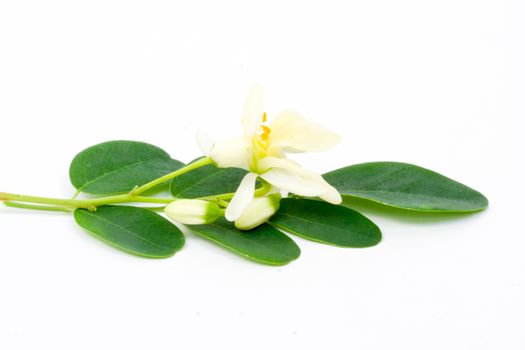 flowers and Leaves of Moringa on white