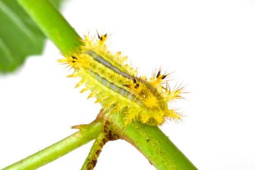 hairy caterpillar