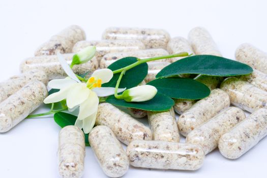 flowers ,Leaves and Capsule of Moringa on white