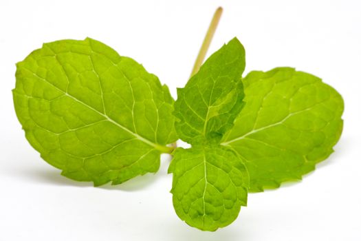 Fresh lemon balm on white background.